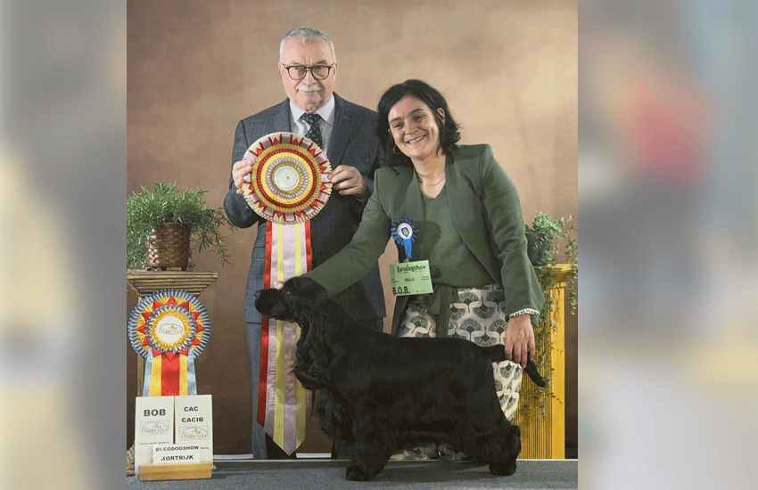 Brussels show stopper