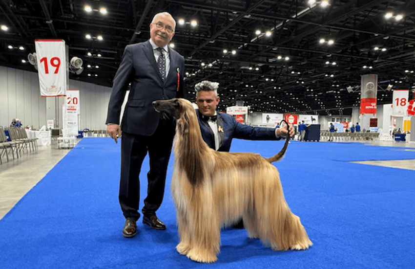 Frank' - winner at - American Kennel Club 2025- Afghan hound