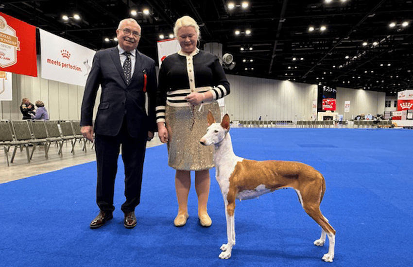 Frank's winner at AKC-Ibizan Hound
