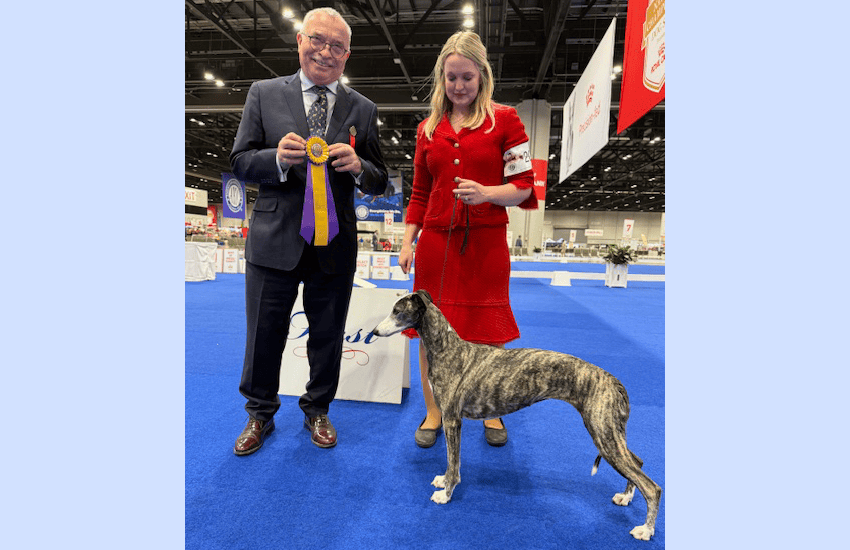 Frank's winner at AKC-Whippet-2025