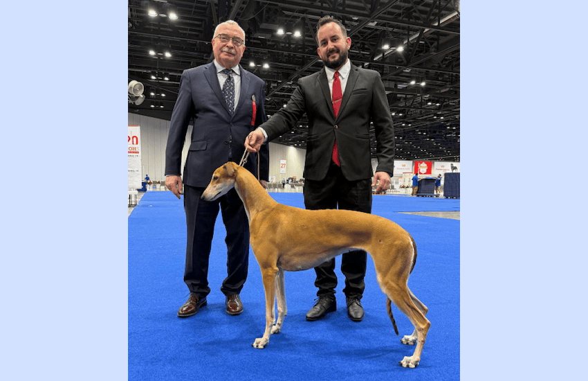Frank's winner at AKC-greyhound